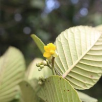 Schumacheria alnifolia Hook.f. & Thomson